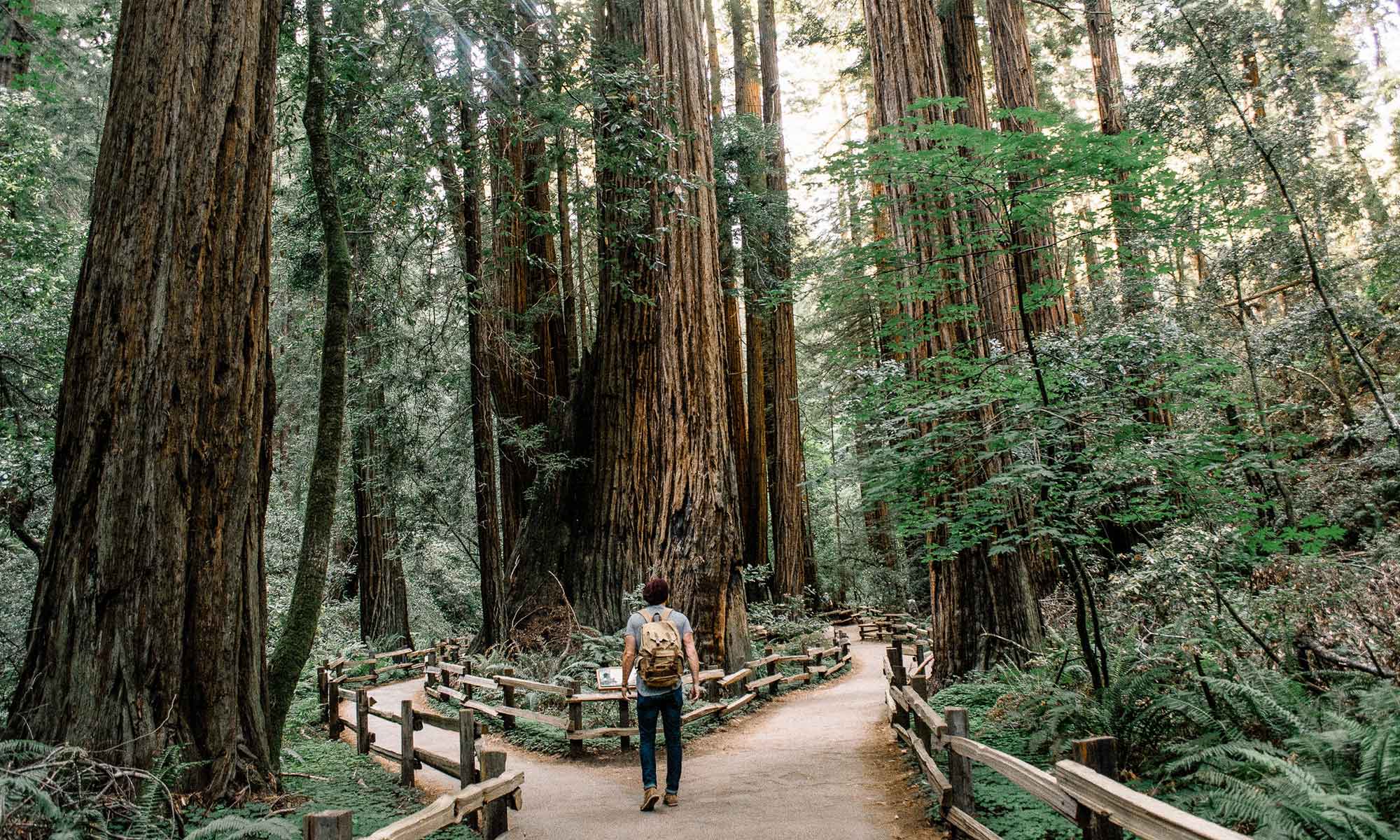 Path that forks in the woods